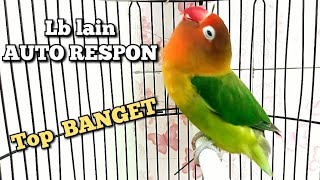 Download lagu LOVEBIRD NGETIK NGEKEK PANJANG TERBARU mp3