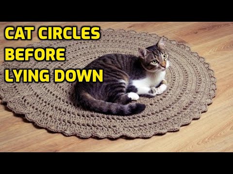Why Do Cats Walk In Circles Before Eventually Lying Down?