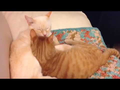 Yanni The Therapy Cat Nursing Foster kitty Denny