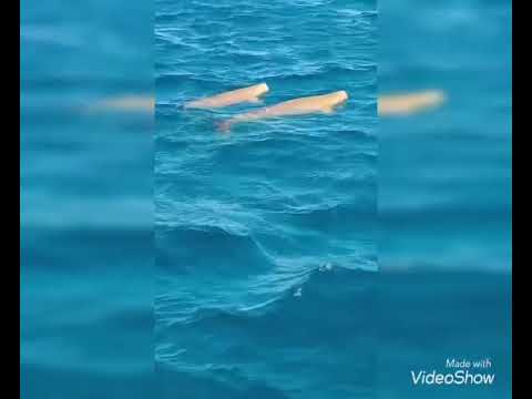 preview-video
