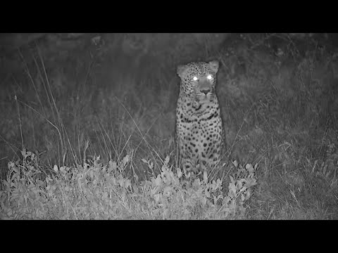 Djuma: Leopard-Molwati male along with Waterbucks at shallow end of dam - 13:21 - 06/07/2023