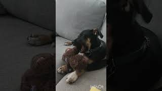 Video preview image #1 Mutt Puppy For Sale in Rockville, MD, USA