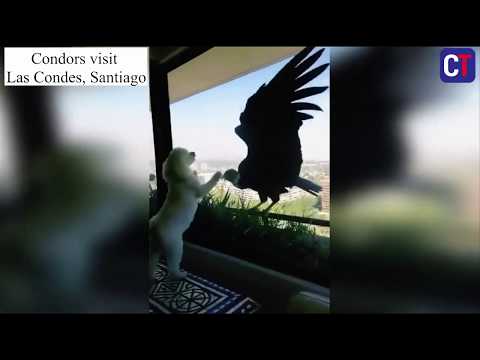 Condors visit appartment in Las Condes, Santiago