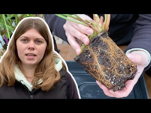 Pitcher Perfect: Dividing and Repotting Sarracenia