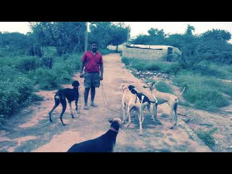 Chippeparai&kanni dogs