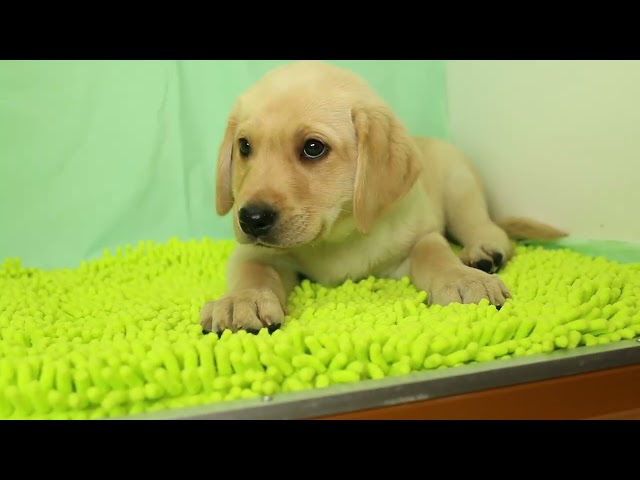 ブリーダー/ショップマロニエケンネル　MARRONNIER KENNELのラブラドール・レトリーバーで番号が2993です