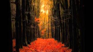 Sideways Forest -- Love Spirals Downward