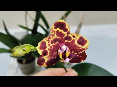 Орхидеи - подростки. Первое домашнее цветение азиата.