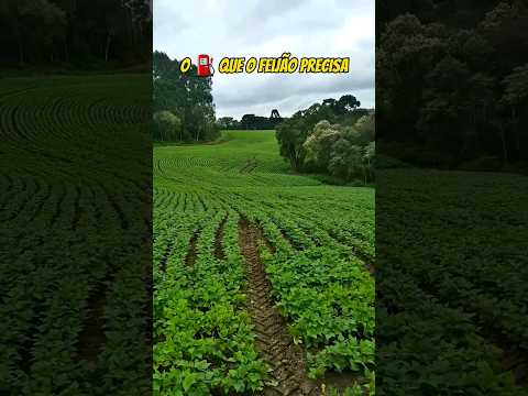 É isso que o FEIJÃO PRECISA✅️ #feijão #plantiodefeijão
