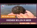 REPO: Vakantiegangers vinden vreemde bollen in meer