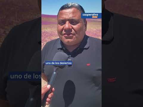 Alcalde de Vallenar: "Este Desierto Florido es el mejor en dos décadas"