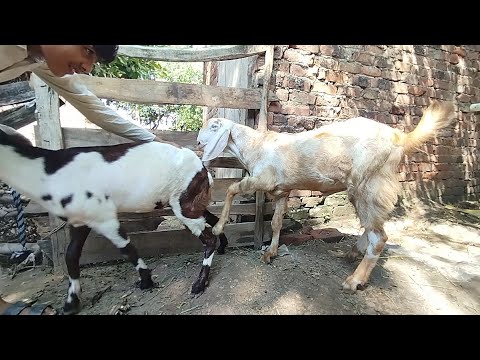 La belle traversée des chèvres ✨ | village animaux vlog 2025