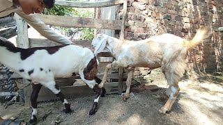La belle traversée des chèvres ✨ | village animaux vlog 2025