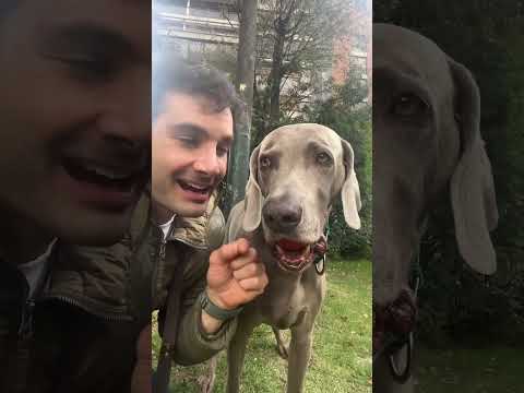 Que táctica le recomendarían a Luca🐶? Ante las 🐶🐶 que lo ignoran