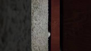 Lovely cat or terrible monster under the door?