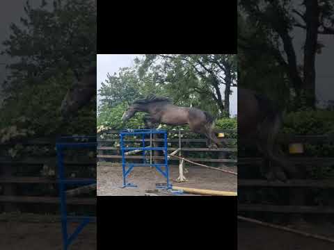3 YEAR OLD GELDING BY IMNOTAFRAID FORTUNA - Image 2