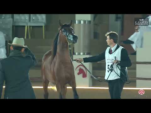 N 54 SULTAN AL KHEESA   4th Souq Waqif International Arabian Horse Show 2023   Colts 2 Years Old Cla