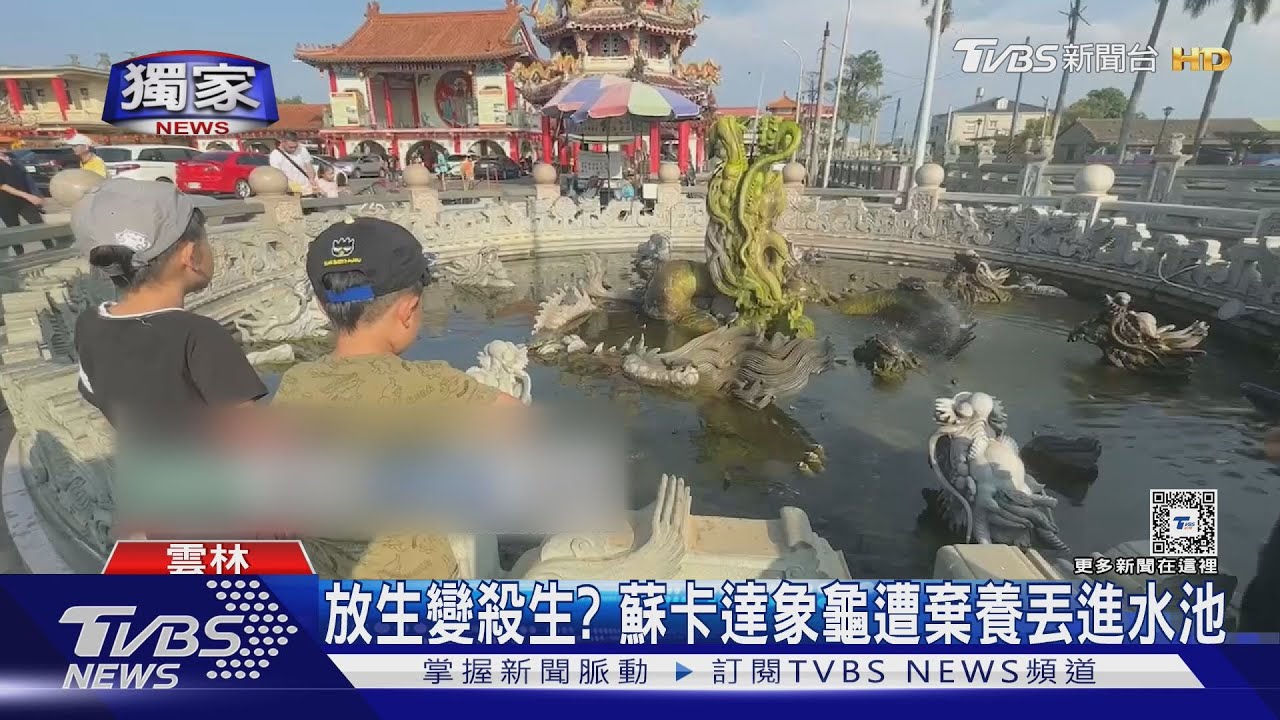 放生變殺生? 蘇卡達象龜遭棄養丟進水池