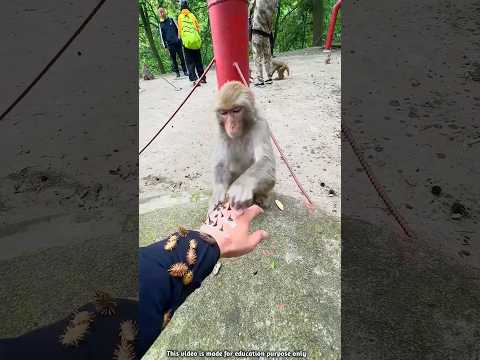 Honest Monkey 🐒🥰 #shorts