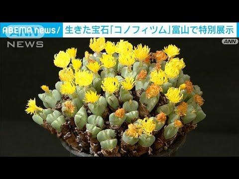 なぜクリスマスサボテンに砂糖をまくのでしょうか？この自家製肥料のメリットとデメリット  庭園