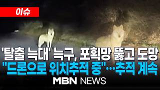 [이슈] 대전 오월드 인근 야산서 '늑구' 발견…야산서 대치, 포획 작전 돌입 | MBN NEWS