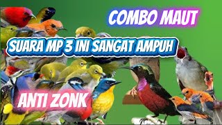 Download lagu Suara Pikat Burcil Kombinasi Kolibri Kelapa Prenjak Lumut Sogon SANGAT Ampuh ANTI ZONK mp3