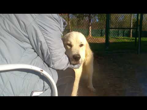 Bulma, an adopted Great Pyrenees in Indian Trail, NC_image-1