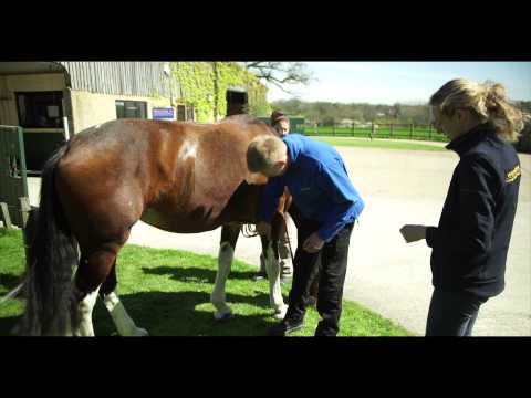 University of Surrey Vet School - Student Perspective