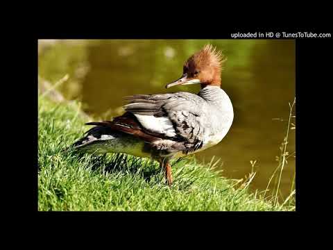Vogelfamilie: Säger