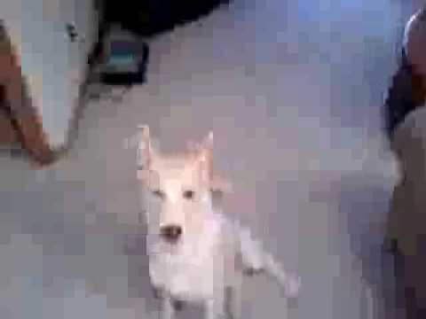 Siberian Husky (Caliber) w/ Kong