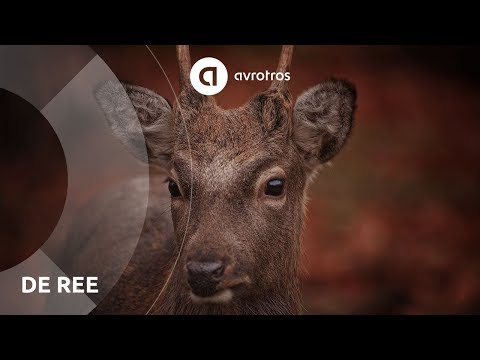 Wild in Nederland: de ree (1)