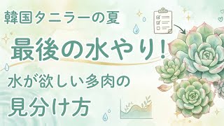 【多肉植物】夏🌻最後の水やり!水が欲しい多肉の見分け方【初心者】 【韓国苗】