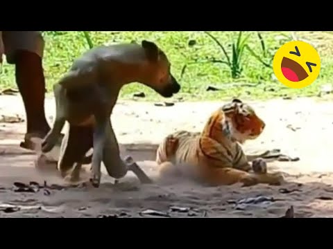 Assustando CACHORRO com TIGRE de pelucia 😱😆  Fake Tiger vs Real Dogs Prank Very Funny