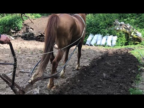 Punimi i tokes me parmende