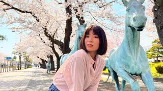 青森の桜名所！アートも楽しめる十和田にお花見行ってきた?Japanese Cherry Blossom