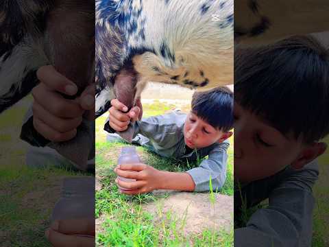 baby feeling puppies #viralvideo #youtubeshorts#islamicshorts #foryou#fifaworldcup #unfrezzmyaccount