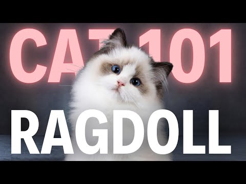 Ragdoll Cat 101 - Everything You Need To Know - Is It the Right Cat for You?