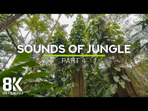 Incredible Jungle Sounds 8K - Exotic Birds Singing in Tropical Rainforest 8 HOURS - Part #4