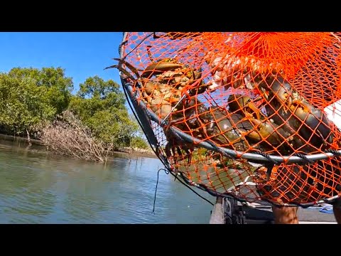 CHECKING MUD CRAB POTS | Giant Mud Crabs Australia