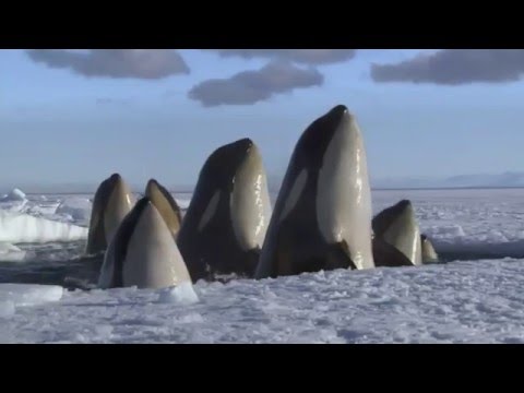Planeta Helado v2 I PROMO