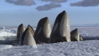 Planeta Helado v2 I PROMO