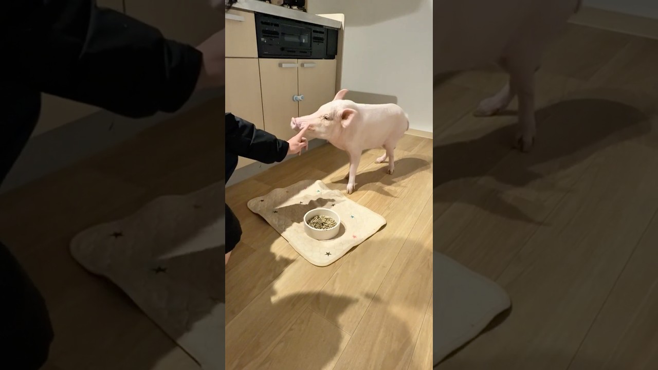 豚は頭がいいのよ