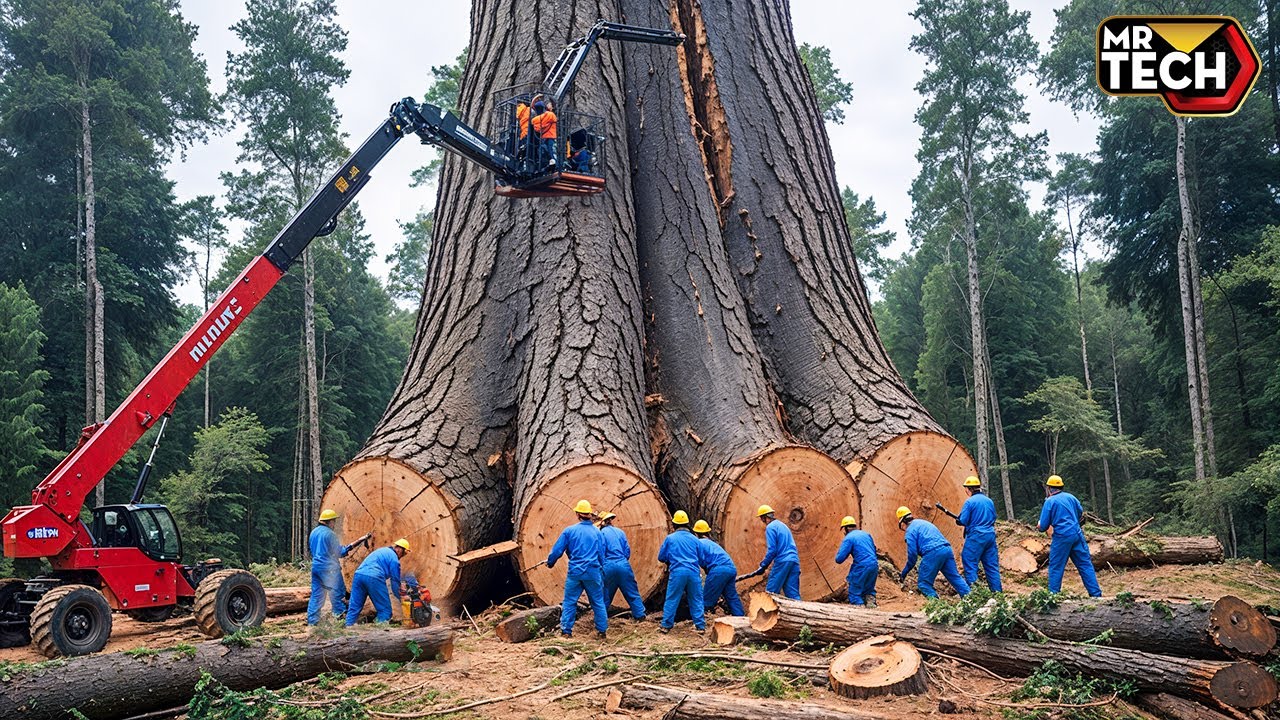 Extreme Dangerous Fastest Big Chainsaw Cutting Tree Machines | Monster Stump Removal Excavator #65