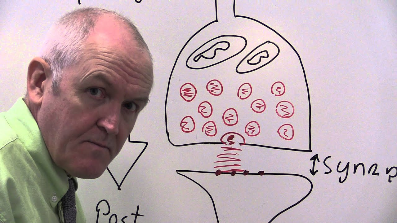 Nervous system 6, Synapse