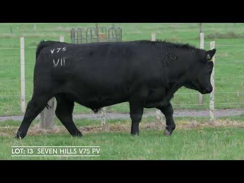 Lot 13  SEVEN HILLS V75 PV