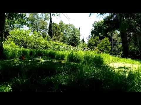 Видео Мотокоса ECHO SRM-4605  в работе