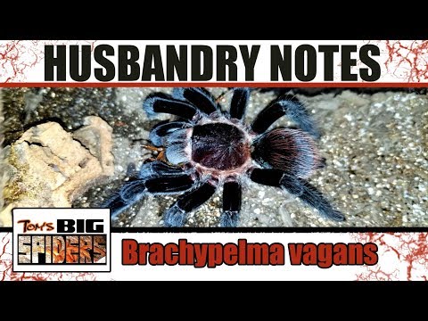 Tliltocatl vagans (Mexican Red Rump) — husbandry notes, chov a presádzanie (Tom's Big Spiders)