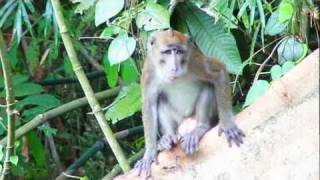 preview picture of video 'Born Free Macaque Monkeys, Philippines'