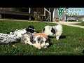 Mini Bernedoodle dogs for sale: Saffron - Video 1
