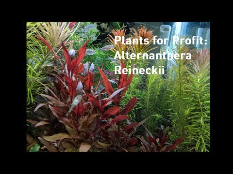 Watch Video on YouTube